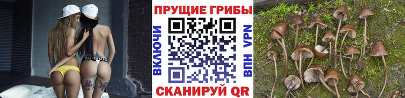 ОМГ ОМГ tor Туапсе Псилоцибиновые грибы GOLDEN TEACHER